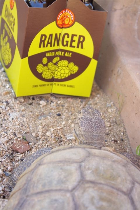 No Beer for you Mr. Turtle!