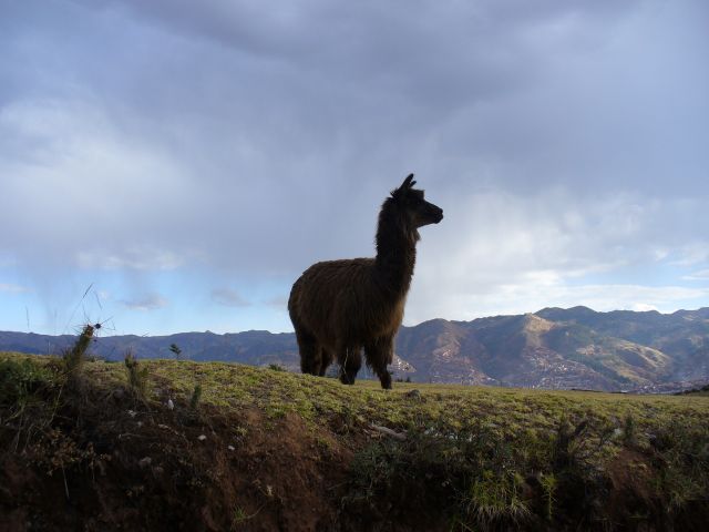 Llama
