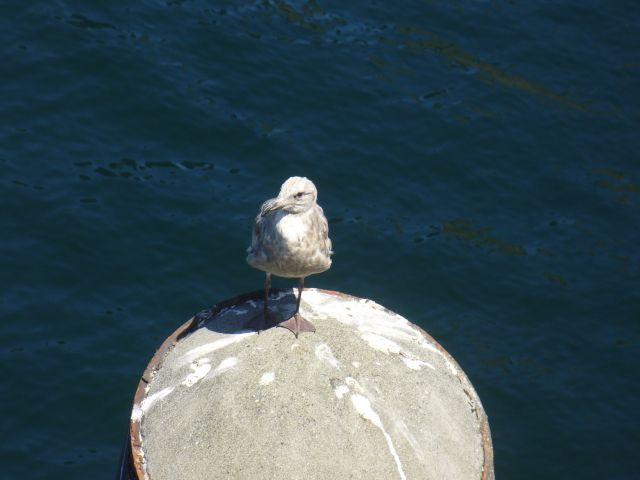Seagull