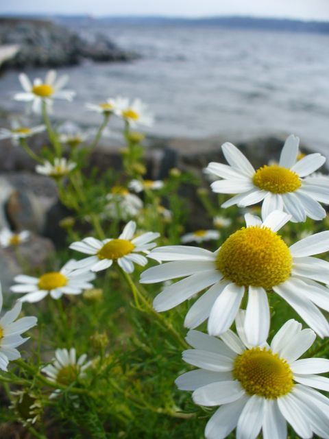 Daisies