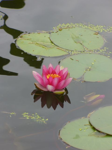 Water Lily